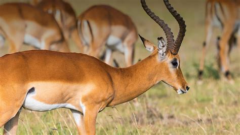 which animal is called antelope.